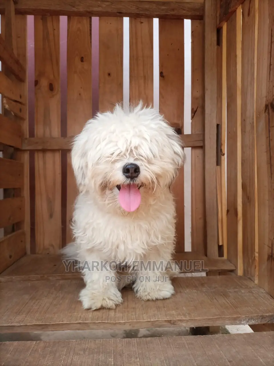 1-3 months Female Purebred Poodle