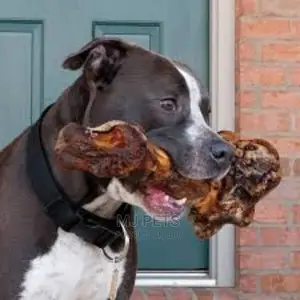 Dog Femur Toy Bone