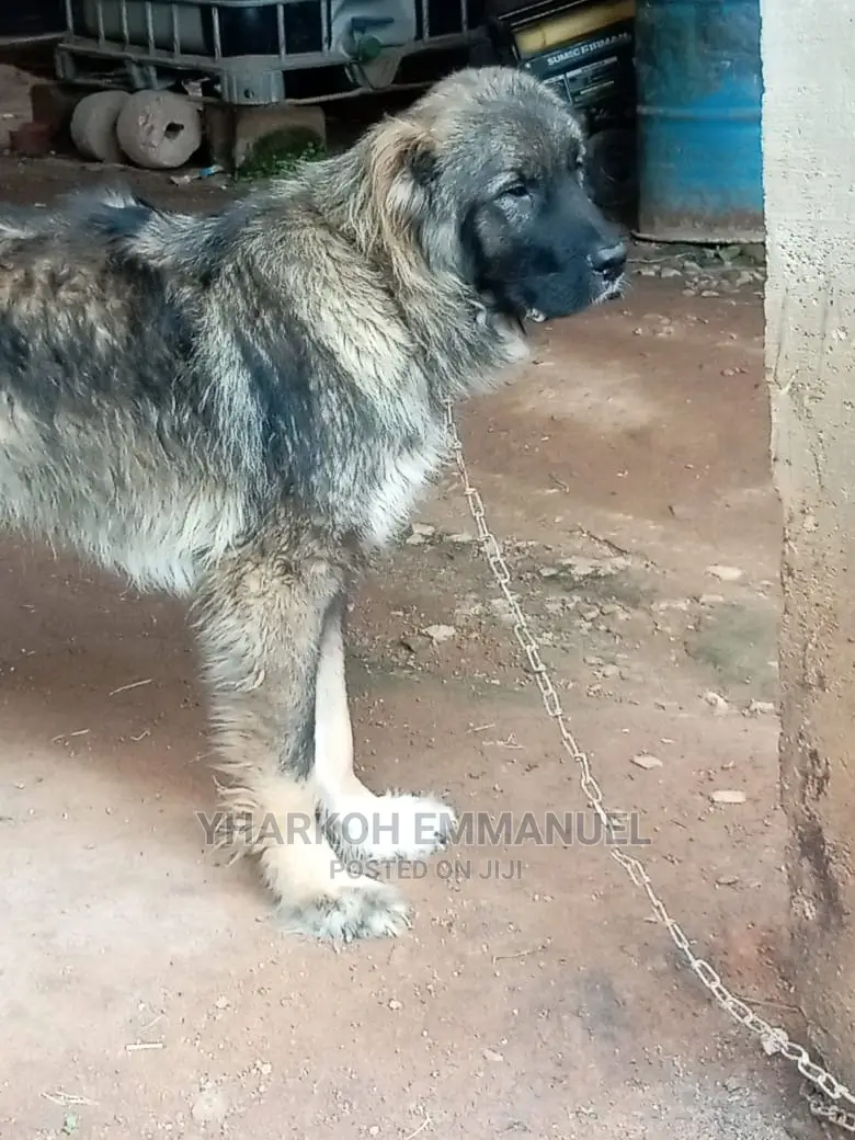 1+ year Male Purebred Caucasian Shepherd