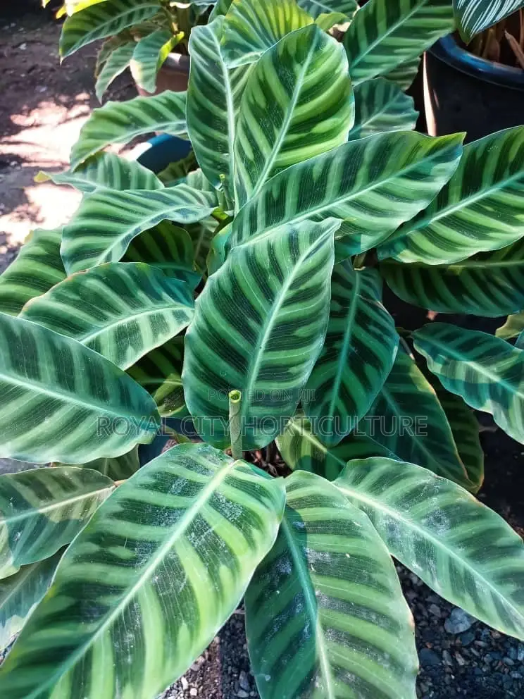Royal City Horticulture Is Here to Serve You Best Gardenwork