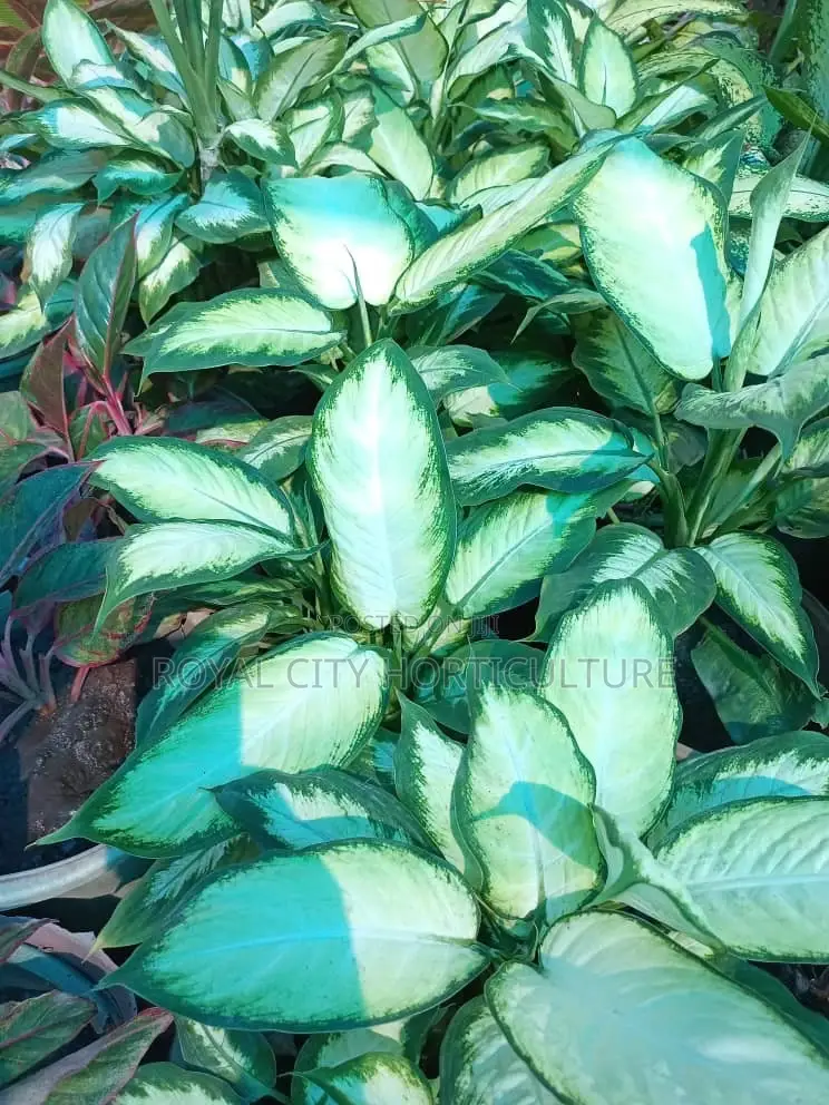 Royal City Horticulture Is Here to Serve You Best Gardenwork