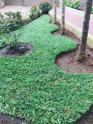 Royal City Horticulture Is Here to Serve You Best Gardenwork
