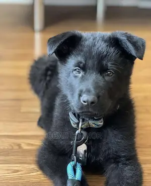 1-3 months Male Purebred German Shepherd