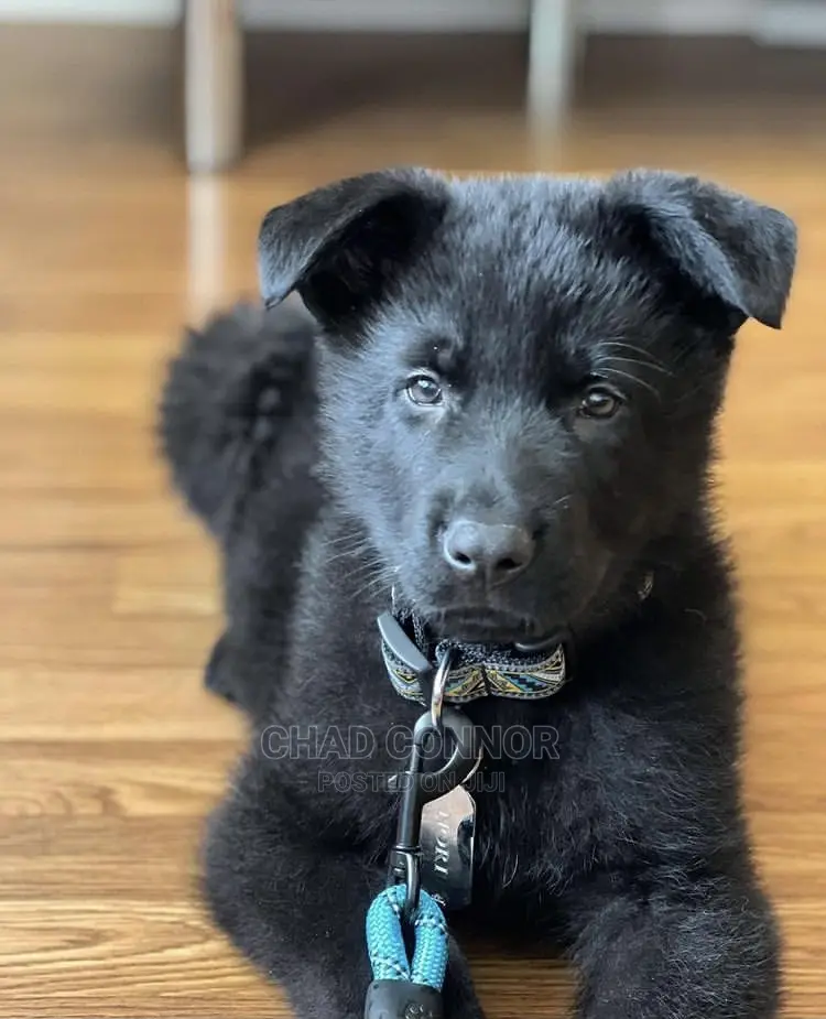 1-3 months Male Purebred German Shepherd