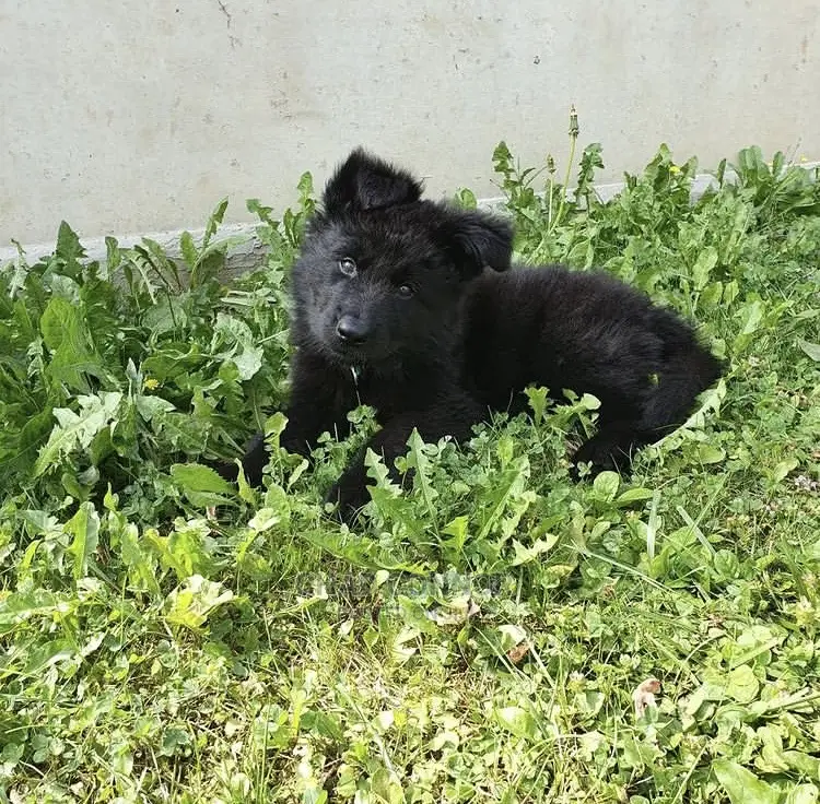 1-3 months Male Purebred German Shepherd