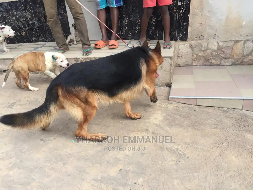 1+ year Male Purebred German Shepherd