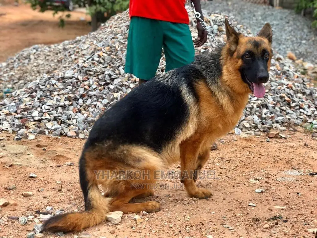 1+ year Male Purebred German Shepherd