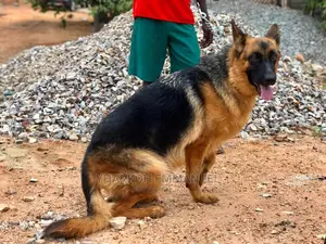 1+ year Male Purebred German Shepherd