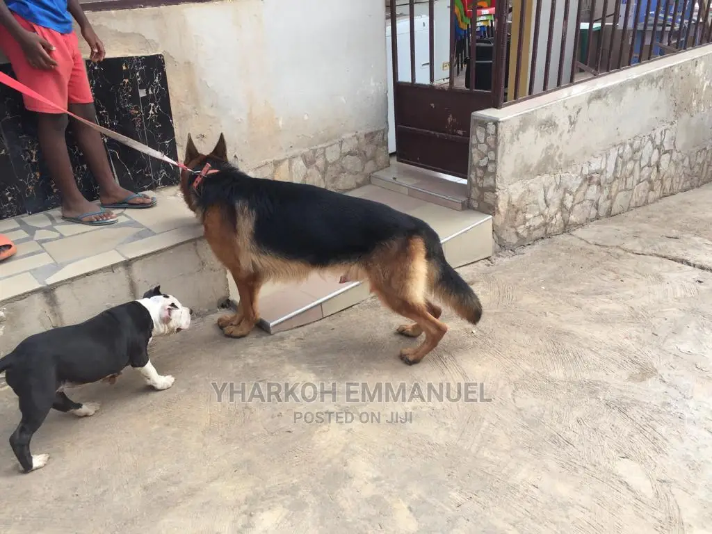 1+ year Male Purebred German Shepherd