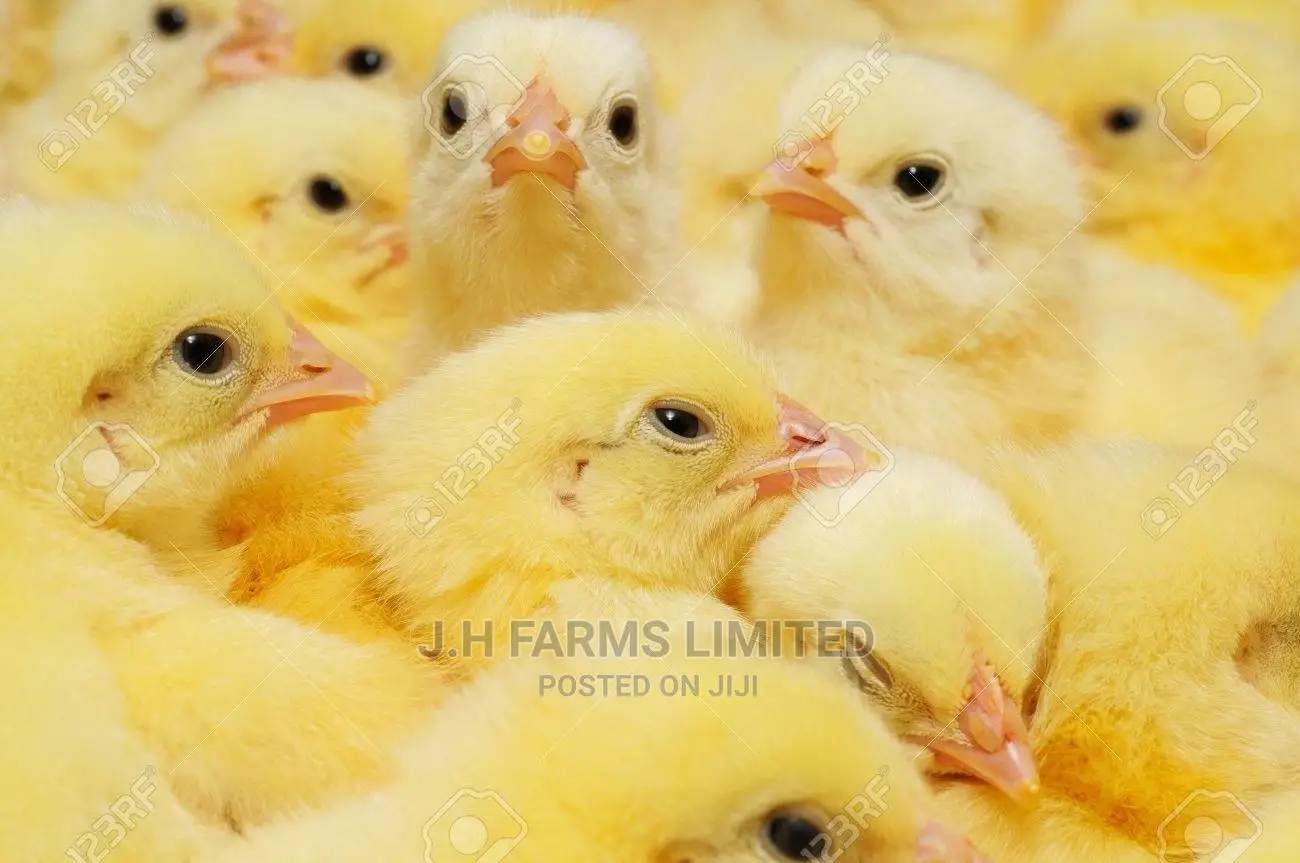 Broiler Chicken ( Day Old Kings)