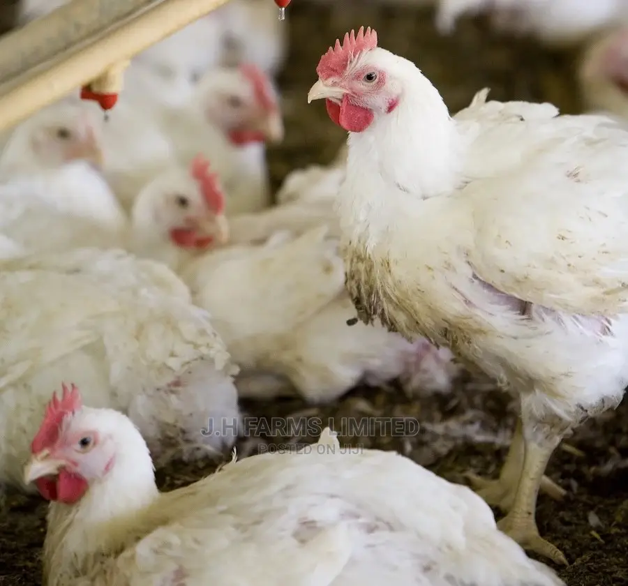 Broiler Chicken ( Day Old Kings)