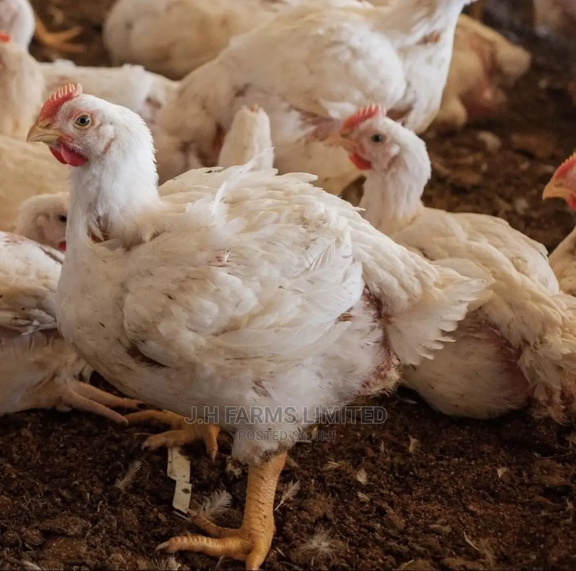 Broiler Chicken ( Day Old Kings)