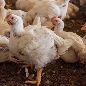 Broiler Chicken ( Day Old Kings)