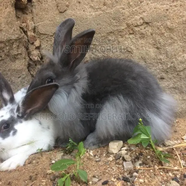Rabbits for Sale