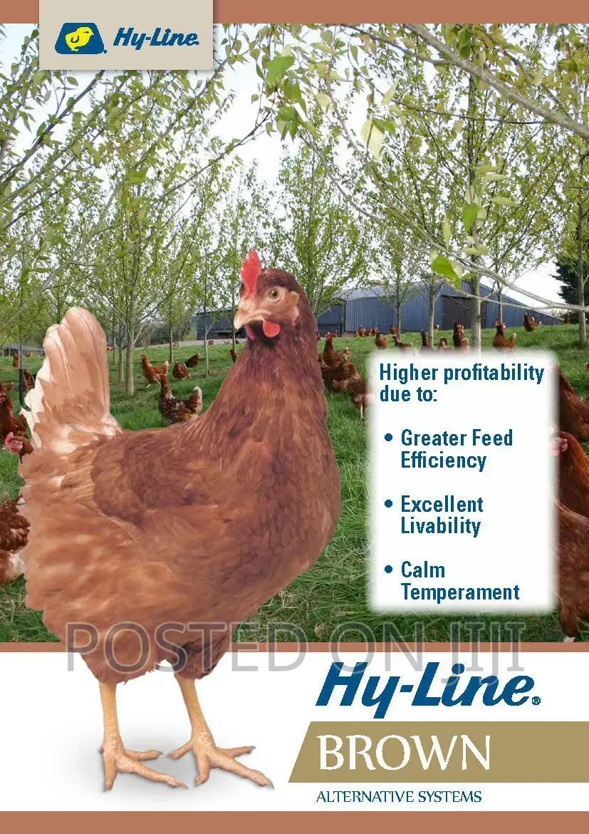 Dayold Chicks (Hyline White Brown)