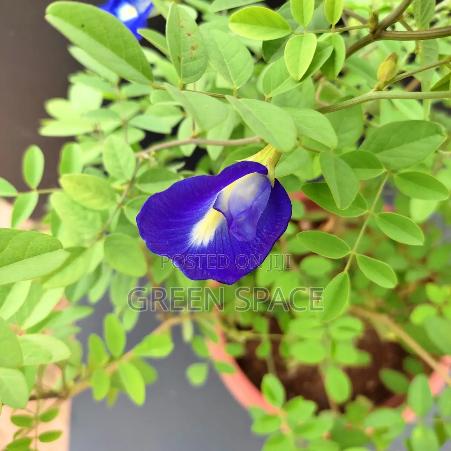 Butterfly Pea Seedlings