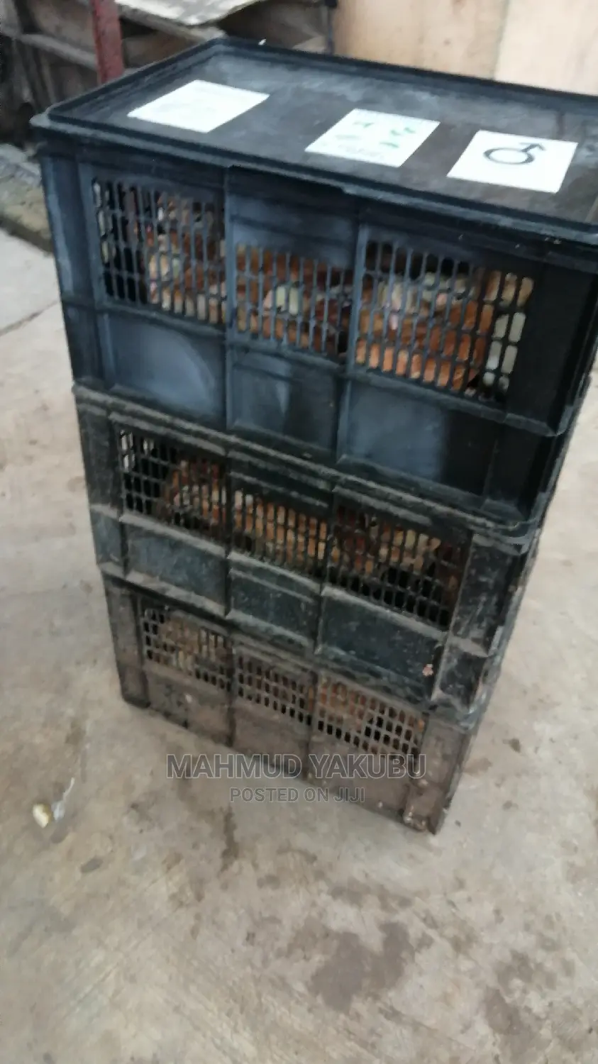 6 Weeks Imported Colour Broilers for Sale at Cool Prices