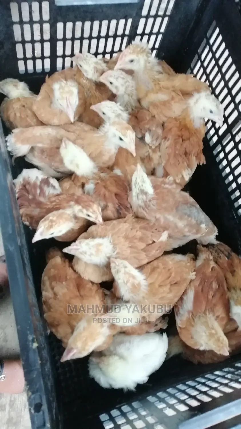 6 Weeks Imported Colour Broilers for Sale at Cool Prices