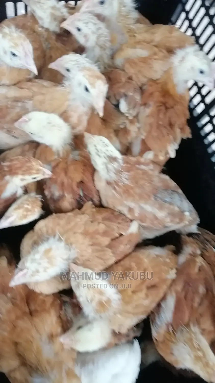 6 Weeks Imported Colour Broilers for Sale at Cool Prices