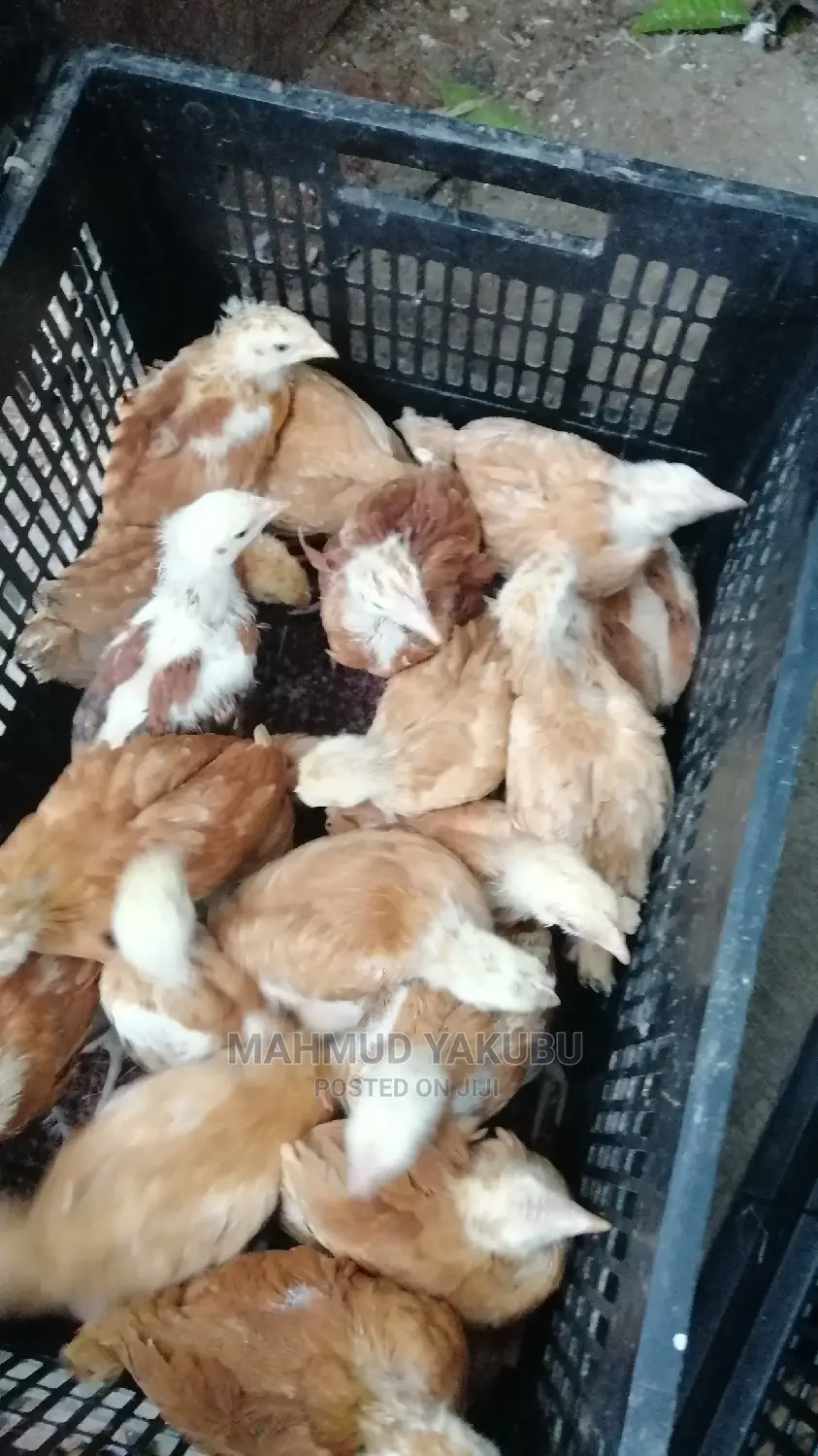 6 Weeks Imported Colour Broilers for Sale at Cool Prices