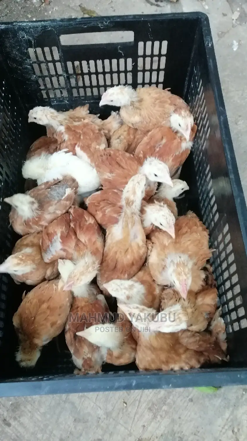 6 Weeks Imported Colour Broilers for Sale at Cool Prices