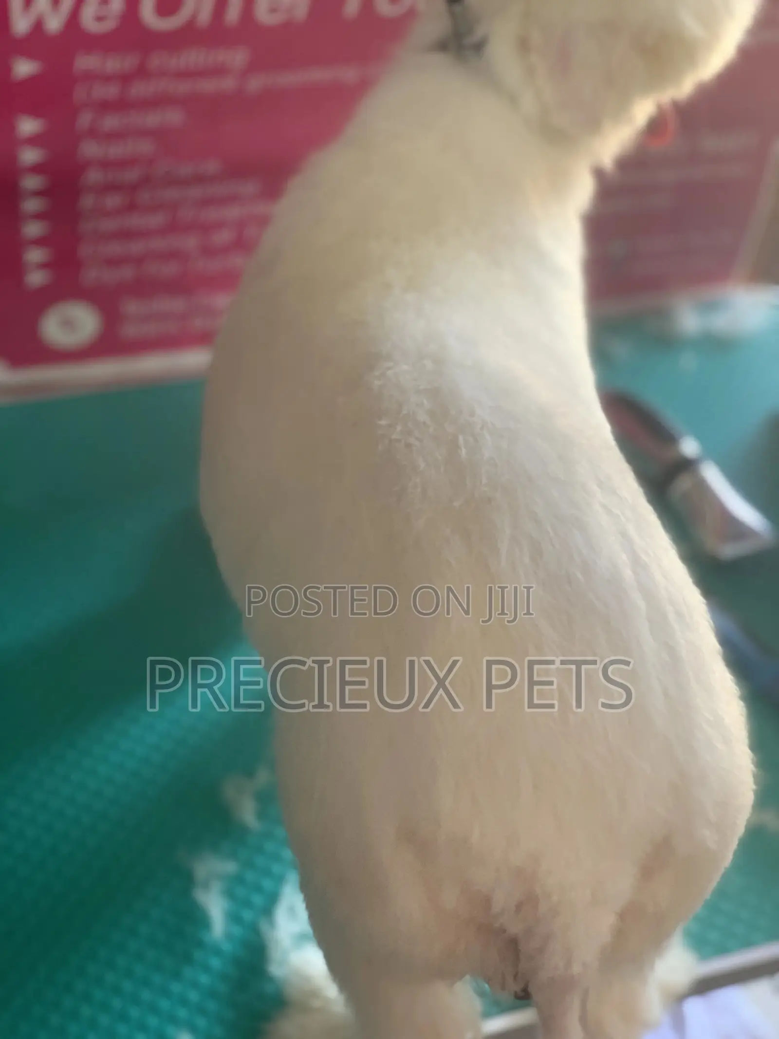 Maltipoo Grooming Appointment