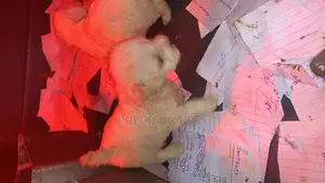 1-3 Months Female Purebred Poodle