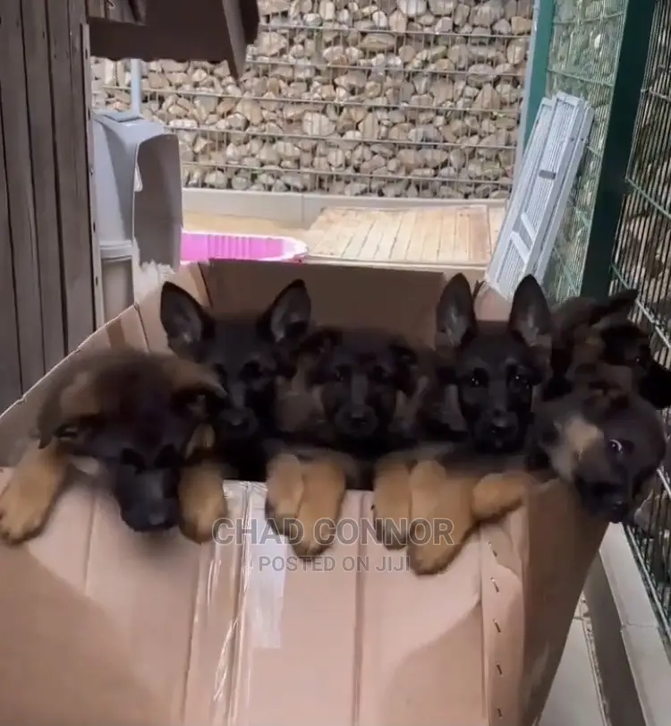 1-3 months Female Purebred German Shepherd
