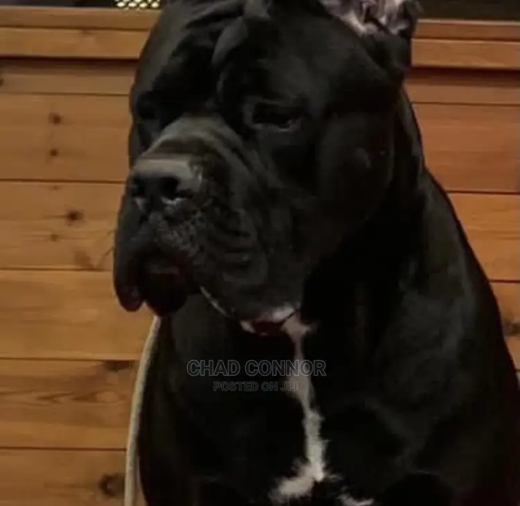 1+ year Male Purebred Cane Corso