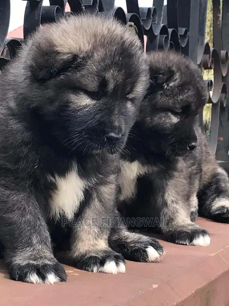 1-3 months Male Purebred Caucasian Shepherd