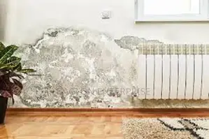 Damping Repair/Treatment