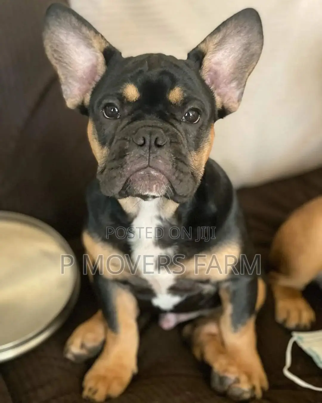 1-3 Months Female Purebred French Bulldog