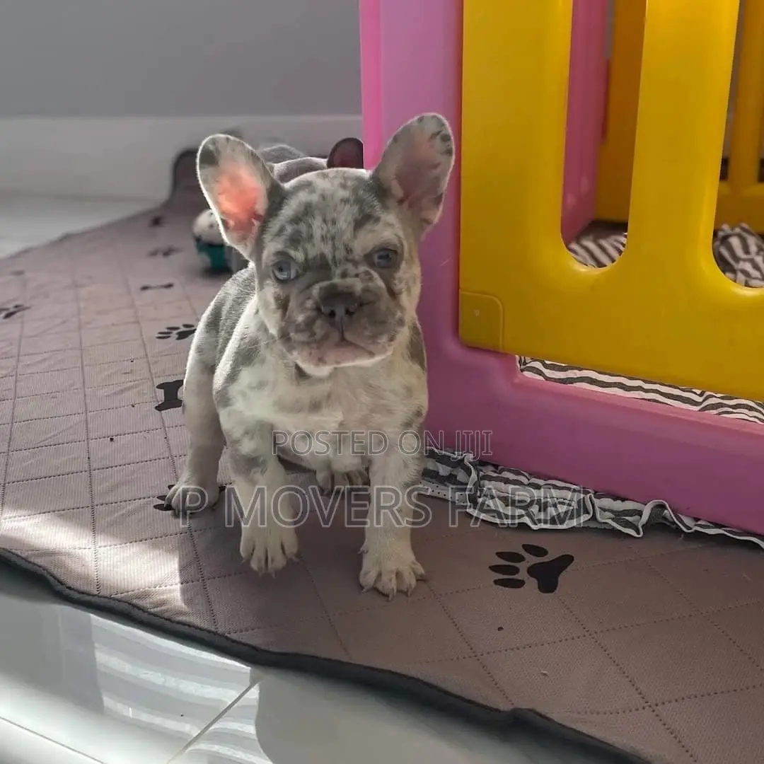 1-3 Months Female Purebred French Bulldog