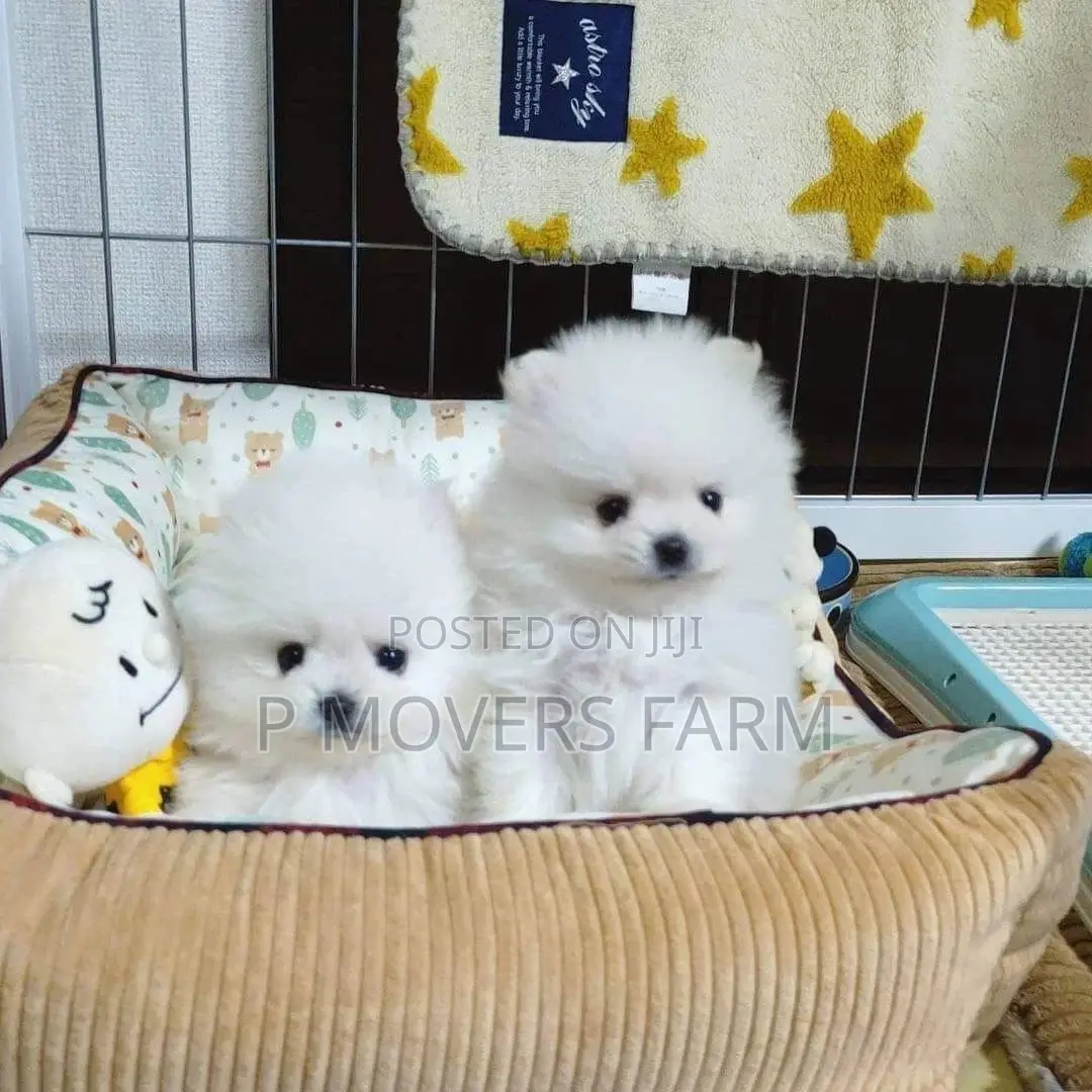 1-3 months Female Purebred Pomeranian