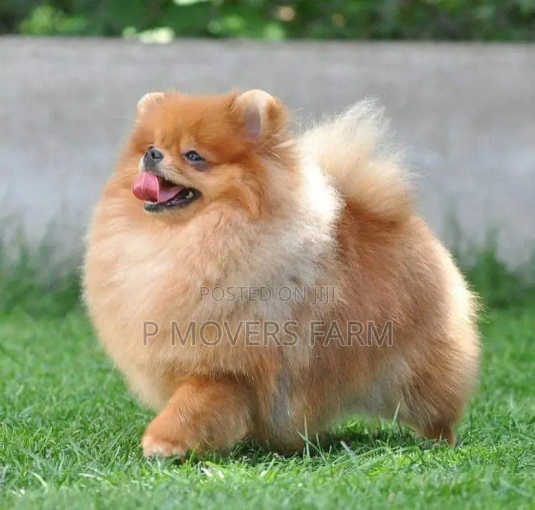 1-3 months Female Purebred Pomeranian