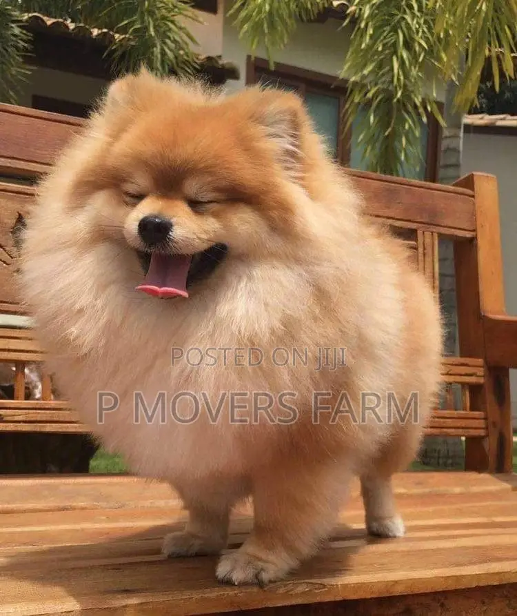 1-3 months Female Purebred Pomeranian
