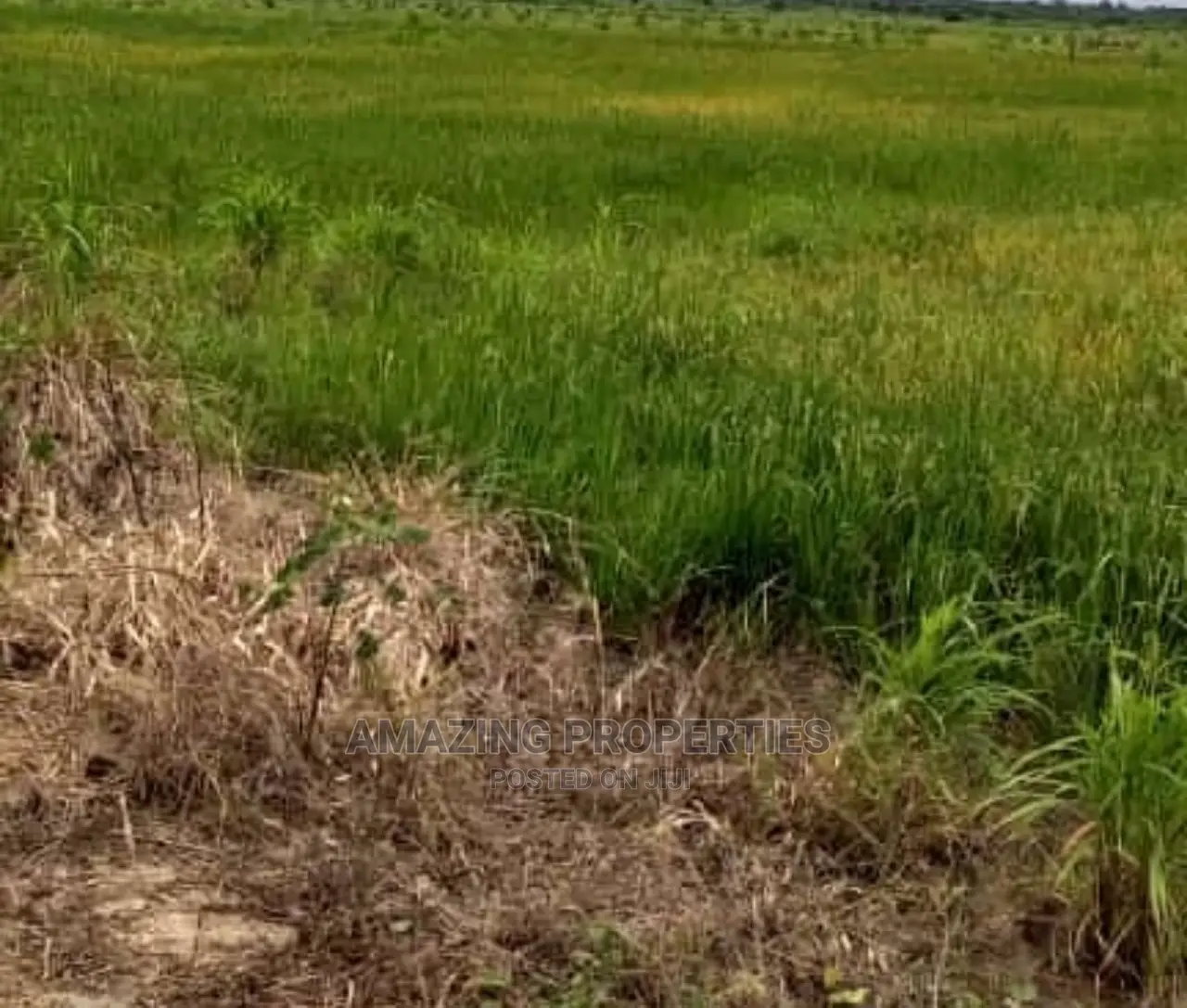 70x100 Plot of Land at Lashibi