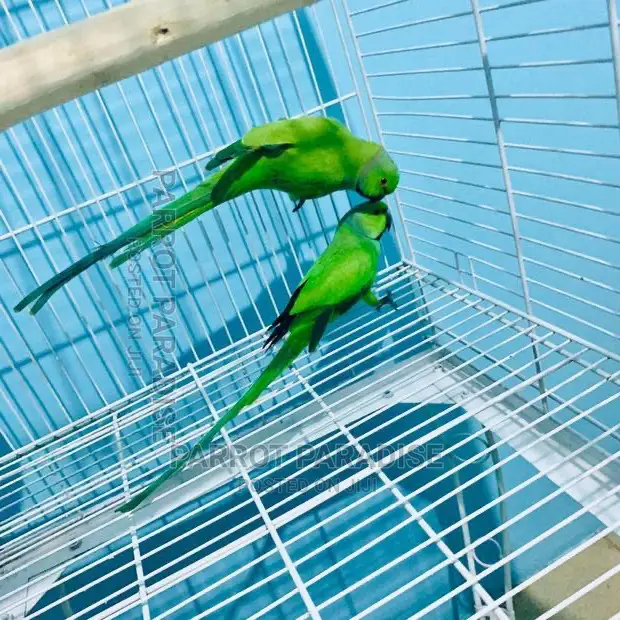 Indian Rose Ringneck Parrot