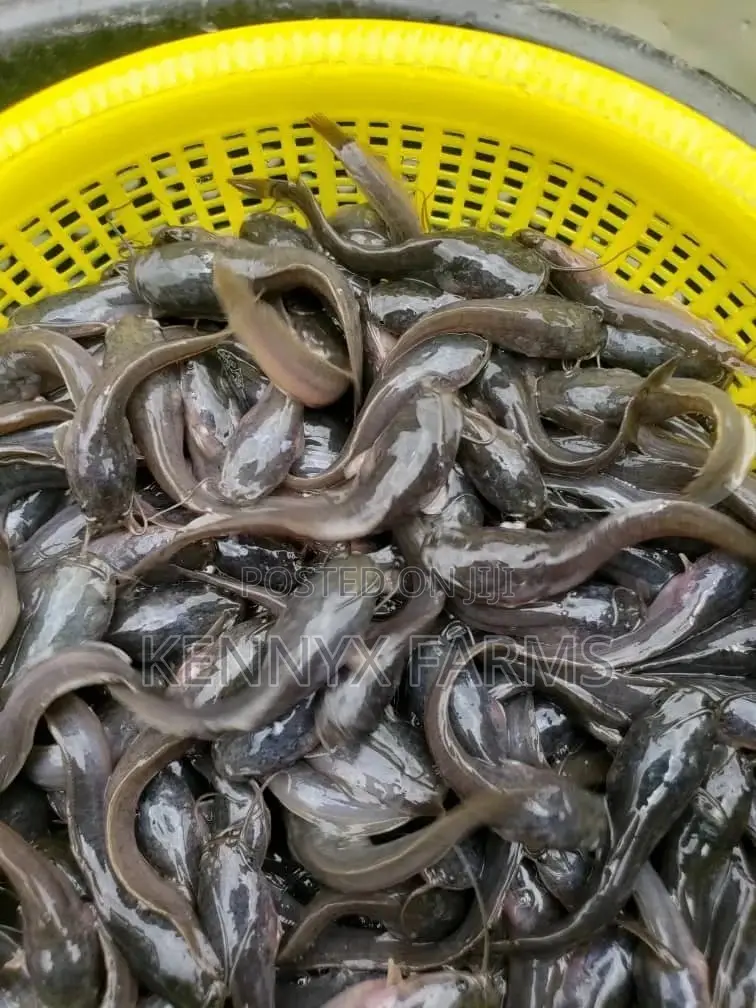 Cat Fish Fingerlings,Juveniles,Jumbo Available