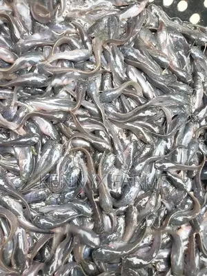 Cat Fish Fingerlings,Juveniles,Jumbo Available