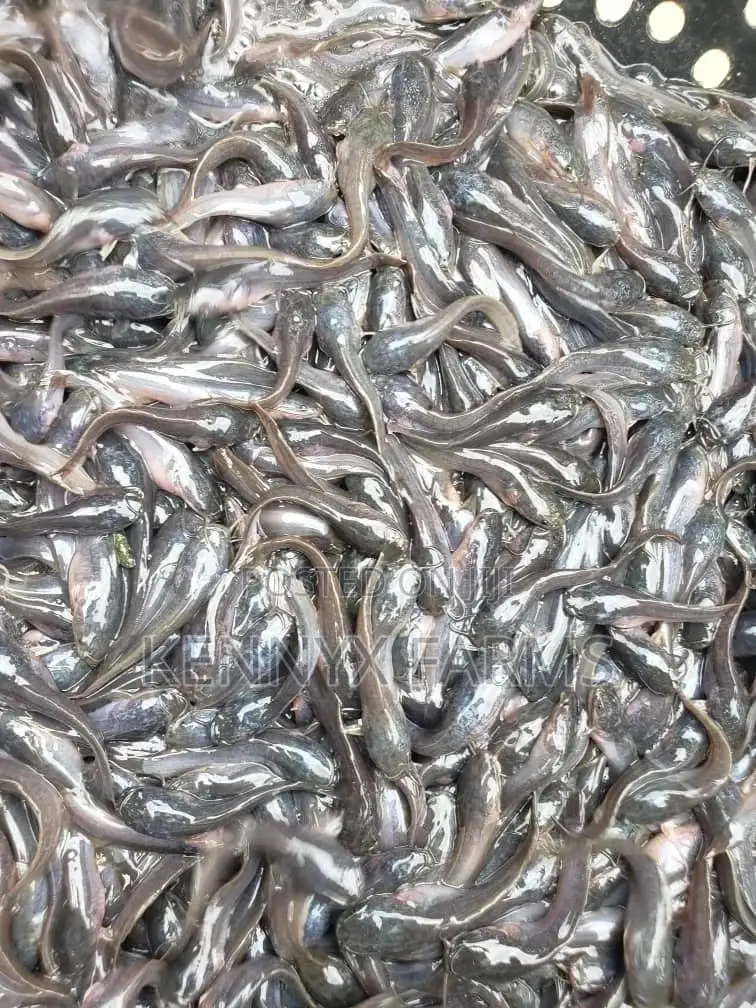 Cat Fish Fingerlings,Juveniles,Jumbo Available
