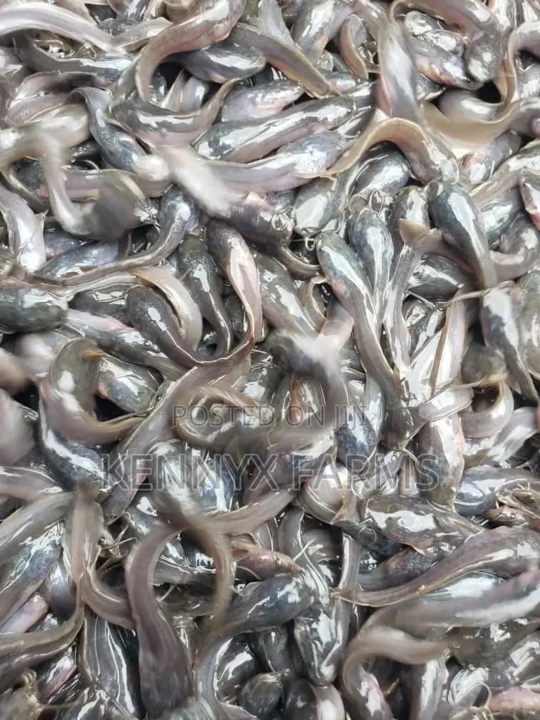 Cat Fish Fingerlings,Juveniles,Jumbo Available