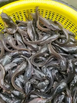 Cat Fish Fingerlings,Juveniles,Jumbo Available