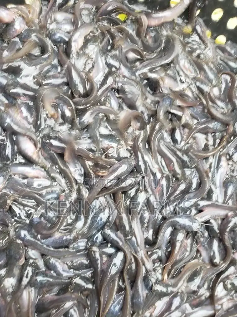 Cat Fish Fingerlings,Juveniles,Jumbo Available