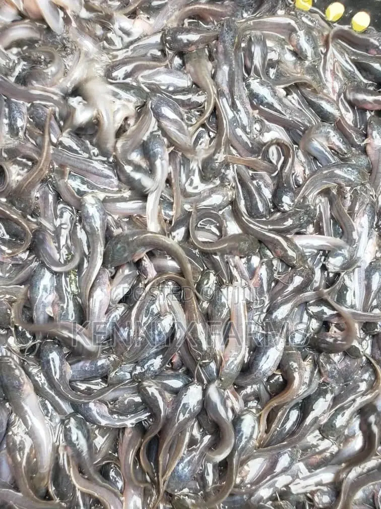 Cat Fish Fingerlings,Juveniles,Jumbo Available