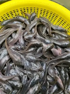 Cat Fish Fingerlings,Juveniles,Jumbo Available
