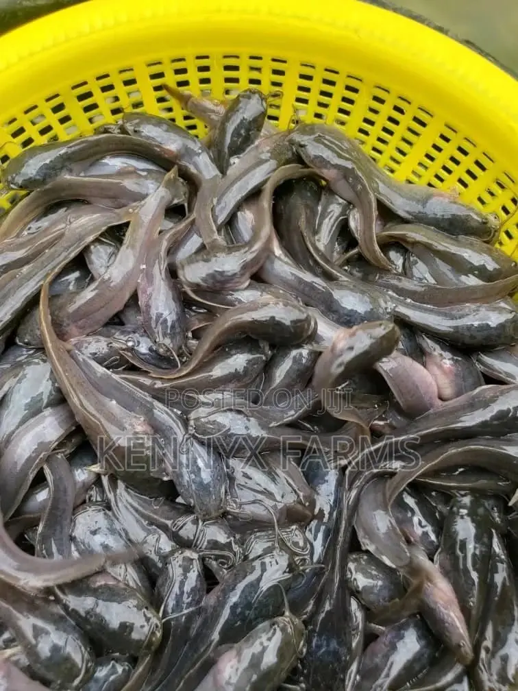 Cat Fish Fingerlings,Juveniles,Jumbo Available