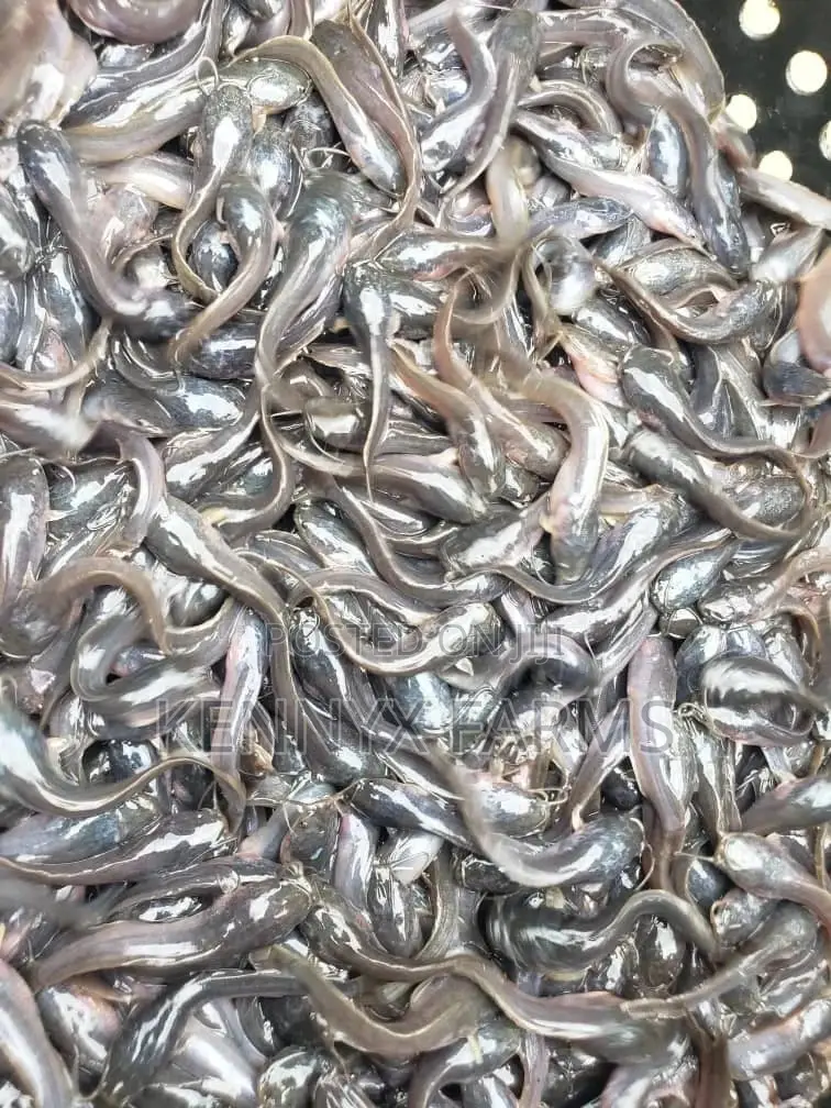 Cat Fish Fingerlings,Juveniles,Jumbo Available