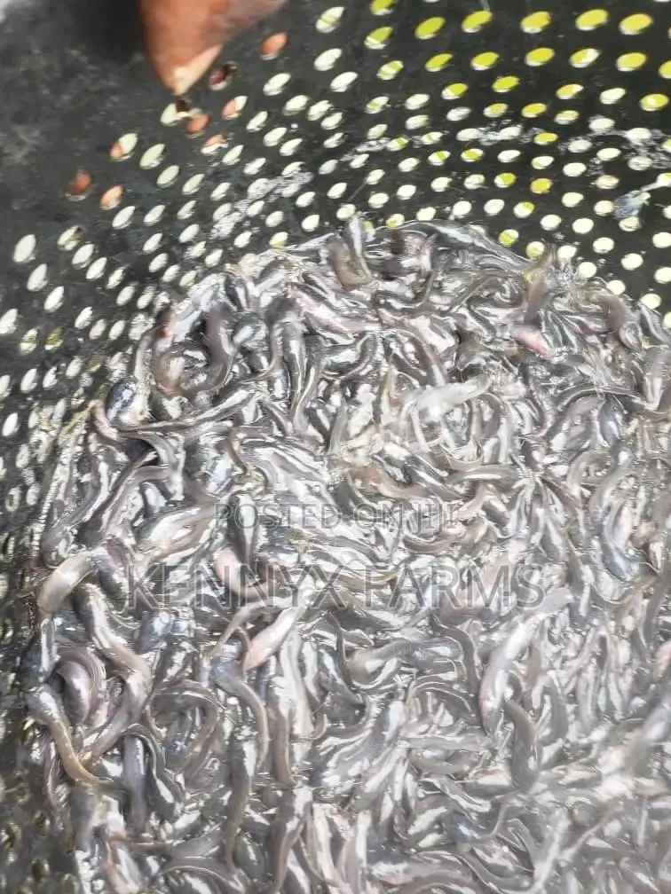 Cat Fish Fingerlings,Juveniles,Jumbo Available