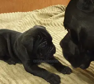 1-3 months Male Purebred Cane Corso